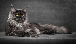 Maine Coon: Cat Breed Information & Characteristics