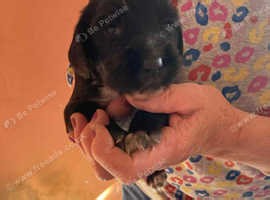 Sprocker Puppies - £900