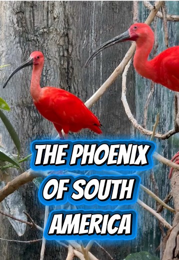 Discover the Scarlet Ibis: Nature's Red Wonder