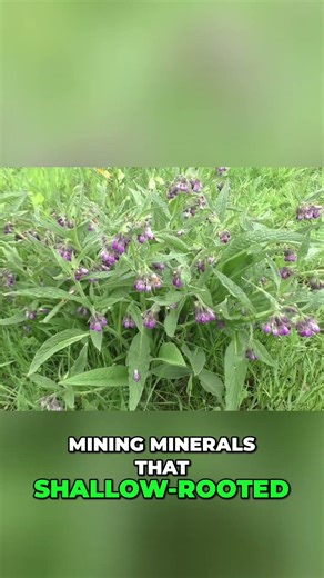 Comfrey The Ultimate Self Reliance Plant Revealed! 1 #garden #gardening #farming
