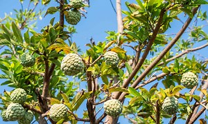 Cherimoya vs Soursop: Is There a Difference?