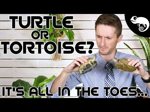 Turtle, Tortoise or Terrapin?