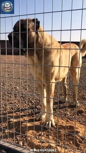 The Kangal Dog World’s Strongest Guardian