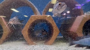 Multipunctatus catfish or also commonly called a cuckoo Catfish be of how it breeds | Exotic Fish Connections