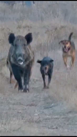 3 Dogs Chasing One Wild Boar — An Intense Forest Chase! 😱 #viral #вирусно #wildboar #wildlife #boar