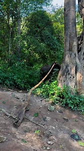 Play time 🐘😍🥰 | Bank Mahout