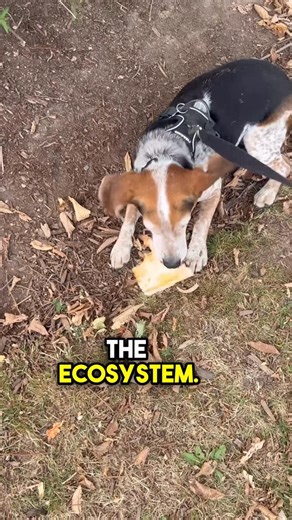 Willy the Urban Beagle on Instagram: "Must maintain balance"