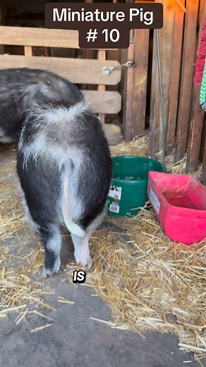 Waffles is under a year old so he still has another 2-3 years of growing to do. He is a KuneKune breed pig which is said to reach adulthood at 3-4 years. He is a neutered male and will be expected to reach 200-300lbs. Weight management is inportant to reduce risks of health conditions such as arthritis. Kune’s are much rounder with flatter backs than other small breed pigs. #KuneKune #education #piglet#minipig #miniature #Size #rescuedismyfavoritebreed #ThisIsMyCrew #hobbyfarm #farmlife #piglets