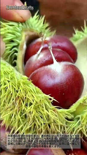 栗の収穫、トゲのあるイガを手で集めて実を取り出す