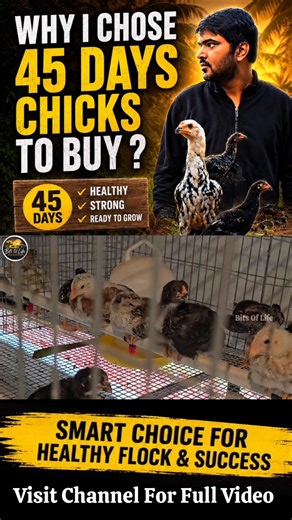 Best Decision I made in Chicken Farming #bitsoflife #viral #chicken #farming #trendingshorts #farm