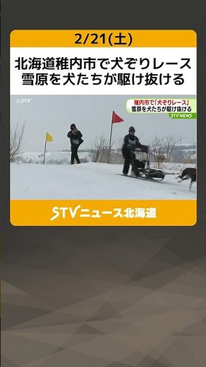 北海道稚内市で犬ぞりレース 雪原を犬たちが駆け抜ける #shorts