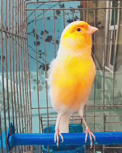 Canary Training Songs for Mating Success