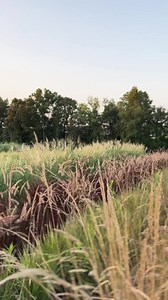 When you think of grass, you may think of this: 🟩 But ornamental grass is anything but boring! Here are a few of our favorite varieties that are ready to ship from our nursery: 🌾 Adagio Maiden Grass: Versatile and easy to grow. Grows in well in zones 5-9 🌾 Pink Muhly Grass: Adds a rich pink color to your garden. Grows well in zones 6-9 🌾 Karl Foerster Grass: Tall and elegant with feathery flowers. Grows well in zones 4-9. Click here to discover more → bit.ly/3Zf35zl | Fast Growing Trees