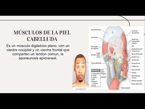 ANATOMÍA DEL CUERO CABELLUDO