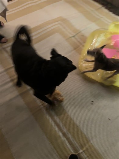 Bad introduction but the girls will be back#dog #arizona #superstionmountains