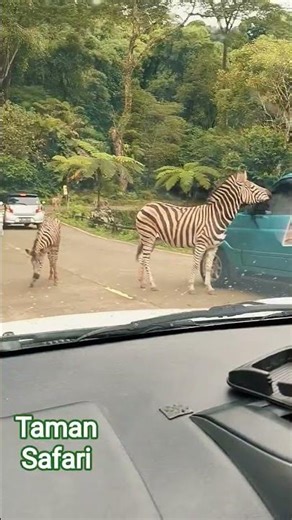 Taman Safari #zoo #tamansafari #kebunbinatang #tiger #zebra #videoshort