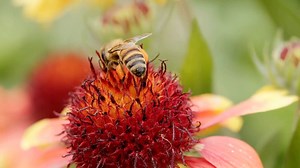 Planting Sunflowers for Beginners