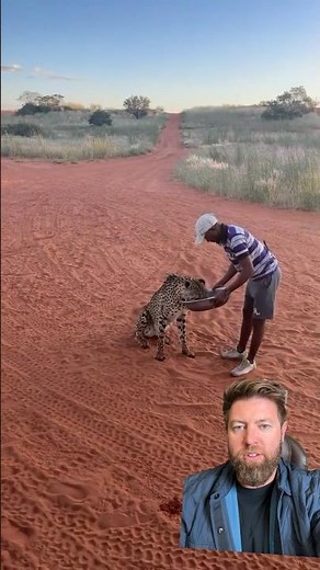 Do Cheetahs Make Good Pets?
