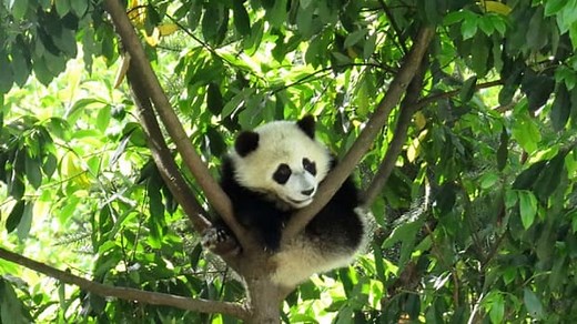 Giant panda frightened by China earthquake - video