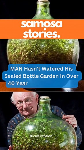 David Latimer's bottle garden is a remarkable example of a self-sustaining ecosystem. Initiated in 1960 and last watered in 1972, the garden has flourished autonomously. The enclosed spiderwort plant utilizes photosynthesis to sustain itself, demonstrating the incredible self-regulatory processes of plants in isolated environments. This bottle garden vividly illustrates nature's ability to thrive under the right conditions, even without external intervention. #viralpage2024 #viralreelsfb #viraln