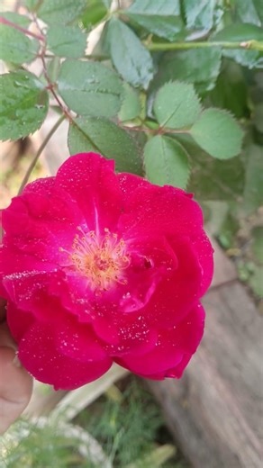 Red rose,... soon summer buds will bloom!!