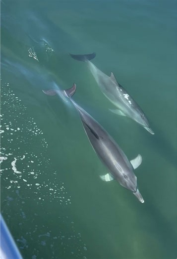 Well hello there 🐬👋 📸 tour guide Amy #mandurahcruises #westernaustralia #mandurah #fyp #dolphins @Visit Mandurah @Western Australia @Destination Perth