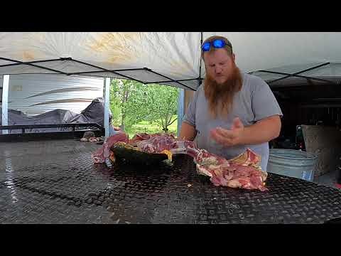 How I clean a Snapping Turtle