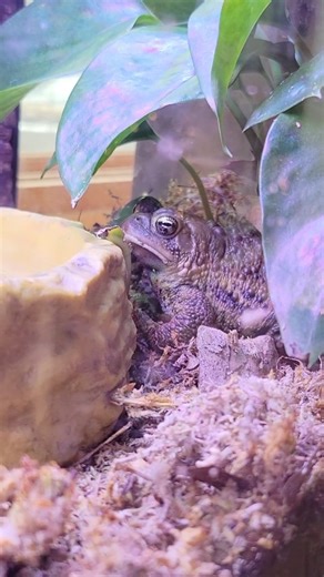 ✨️Fun Fact: All toads are frogs, but not all frogs are toads! 🔍What is the difference? Compared to the smooth moist skin of many frog species, toads often have drier and rougher skin. Toad species will also spend most of their lives on land while other frogs prefer to live closer to water. 🐸Come and visit Buddy today at the Nature Center at Shaker Lakes | Nature Center at Shaker Lakes