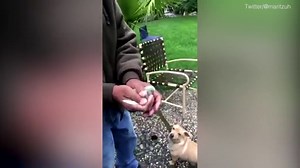 Savage dog eats bird being released into the wild