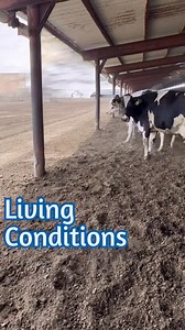 It’s fairly common for people to see the cows in my videos and assume that there’s something wrong because the cows aren’t out on grass. But the thing is, grass doesn’t grow naturally in all climates. Where I work it’s very hot and dry, so it would take a LOT of resources to be able to provide the cows with grassy fields. Thankfully, these ladies are all very content with their clean living conditions! #dairy #cow #vet #housing #cows #shed #dairydoc #dairykind | Dairy Doc