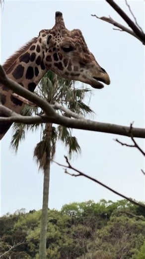 2026 大阪之旅3 ip32