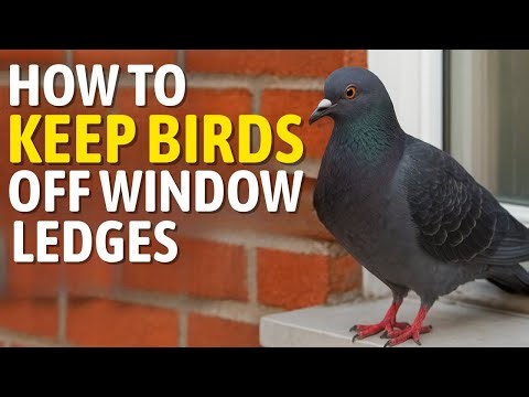 How to Keep Birds Off Window Ledges