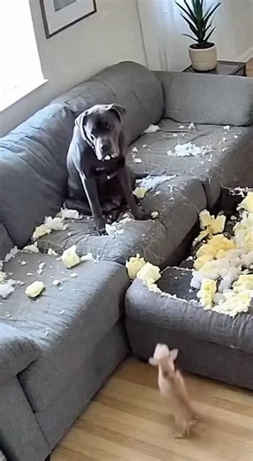 The Chihuahua Snitched on the Big Dog 😭