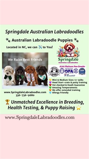 🌺 Springdale Australian Labradoodles 🌺 ALAA | Alyssa Draime on Instagram: "🔥❤️‍🔥Meet our “Hearts on Fire” Litter ❤️‍🔥🔥 Our newest Australian Labradoodle puppies have arrived, and their hearts are already glowing bright. Cozy, cuddly, and full of warmth, this sweet litter is the perfect blend of love, comfort, and that special spark that makes each puppy so special. Ruby Sue is an absolutely amazing mommy and we are so proud of her and her love and attention to her new babies. ❤️‍🔥🔥❤️‍🔥 