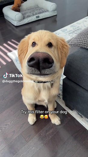 Funny Dog Filter Effects and TikTok Trends