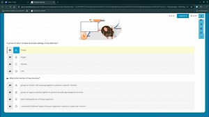 A picture of which of these structures belongs in the white box... | Filo