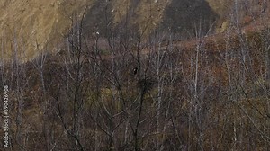 A magpie bird builds a nest for its chicks. Magpie flies in the forest. Wildlife with a bird in the forest