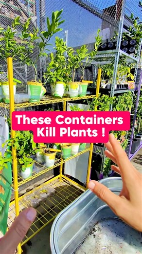 357K views · 1.6K reactions | Ever wonder why your citrus tree is...