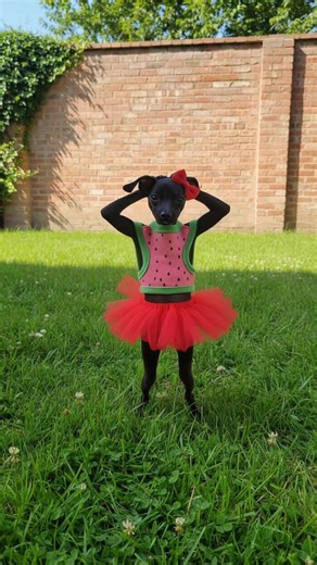 A Reboladinha do Cachorro: A Dança do Pinscher