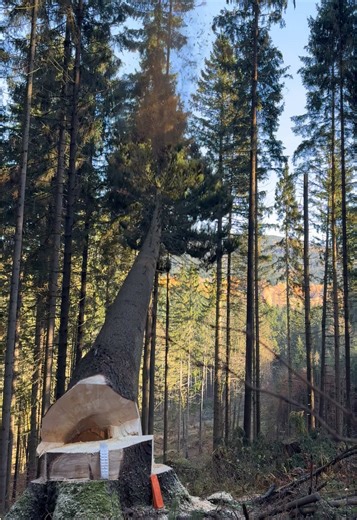 The Importance of Forestry: Insights from Logger Work