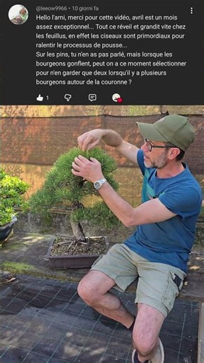 Sélection des bourgeons sur les pins