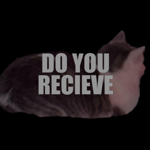 Adorable Cat Loafing at the Club