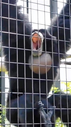 Gibbons have air sacs to amplify their calls. #WildlifeSounds #GibbonVoice #gibbon #animal #Monkeys #zoo #zooanimal | Lily's Pets