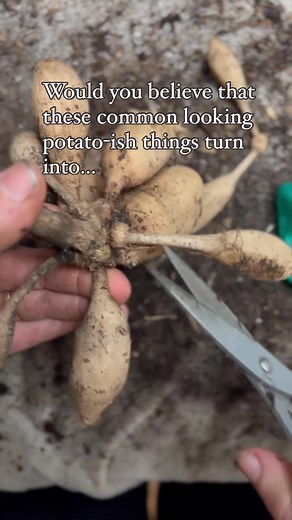 Growing Dahlias: A Gardener's Guide to Stunning Flowers