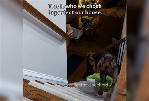 Couple adopt German shepherd to protect their home, then have realization