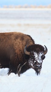 Witness the majesty of Yellowstone during the winter, where snow-covered landscapes provide a tranquil backdrop for iconic wildlife. Our expert-guided tours deepen your connection to the park and give you the chance to see bison, wolves, elk, and other wildlife in their natural habitat. | Yellowstone Safari Co.