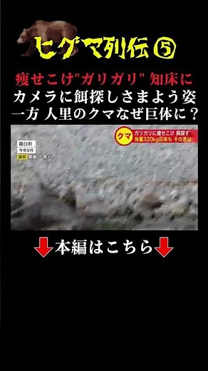 👆Watch the full video here👆 Emaciated "gaunt bear" in World Heritage site "Shiretoko": Is food sc...