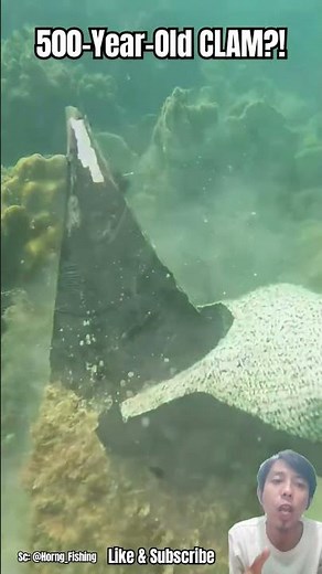 Diver Grabs a Clam… You Won’t Believe This Fact!