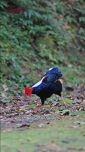 Which clip you liked the most? 💚 #nature#aparupadey #wildlife #birds #nikon#wildlifephotography