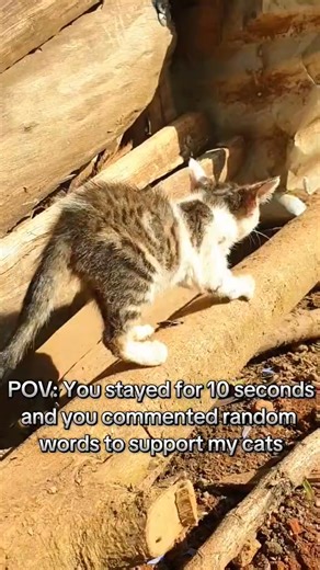 unity foundation on Instagram: "Don't skip this video 🙏🙏#CatShelter #RescueCats #AdoptDontShop #CatRescue #CatAdoption #Tierschutz #Deutschland #CatRescueUSA #CatRescueCanada #CaliforniaCats #GatosEnAdopcion #GatosDeEspaña #CatsOfTheWorld #CatLovers 🐾"